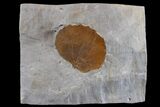 Paleocene Fossil Leaf - Montana #165009-1